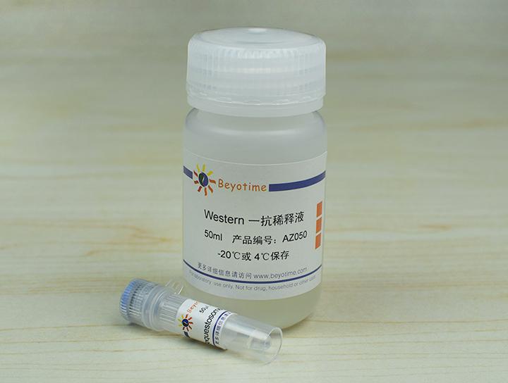 Sequestosome-1 Mouse Monoclonal Antibody